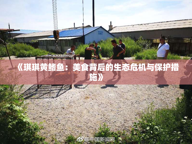 《琪琪黄鳍鱼：美食背后的生态危机与保护措施》