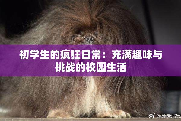 初学生的疯狂日常：充满趣味与挑战的校园生活