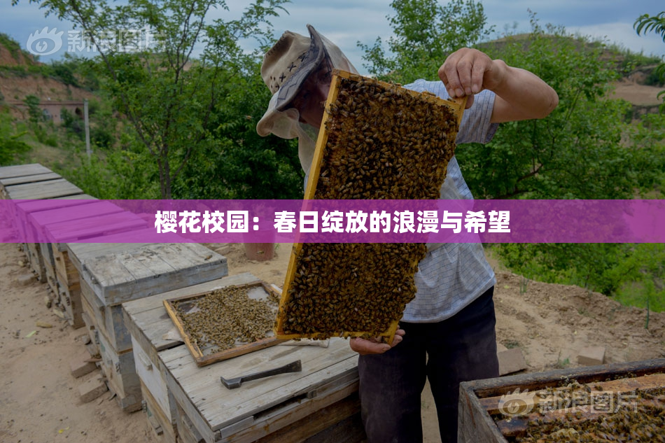 樱花校园：春日绽放的浪漫与希望
