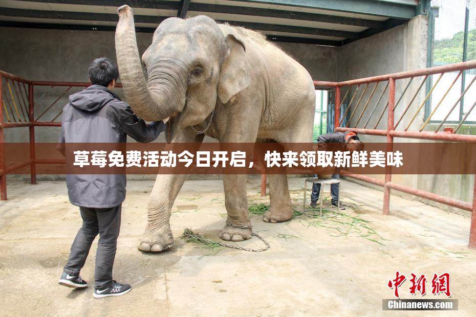 草莓免费活动今日开启，快来领取新鲜美味