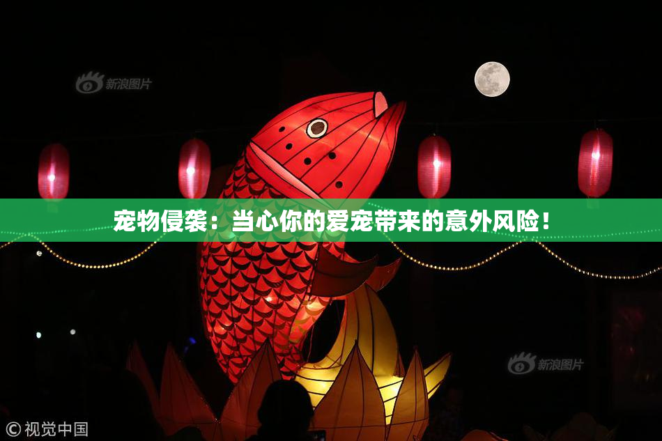 宠物侵袭：当心你的爱宠带来的意外风险！