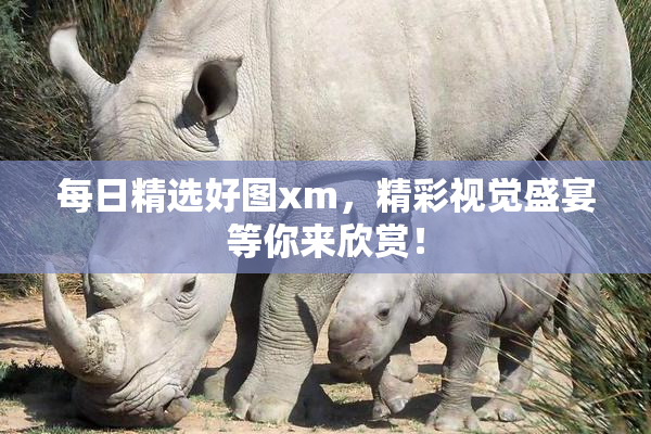 每日精选好图xm，精彩视觉盛宴等你来欣赏！