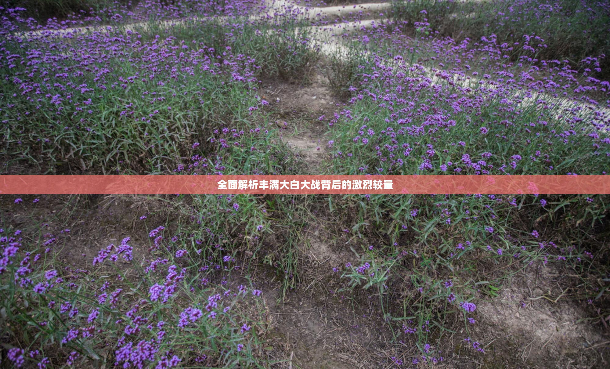全面解析丰满大白大战背后的激烈较量