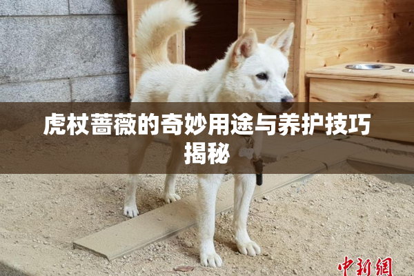 虎杖蔷薇的奇妙用途与养护技巧揭秘