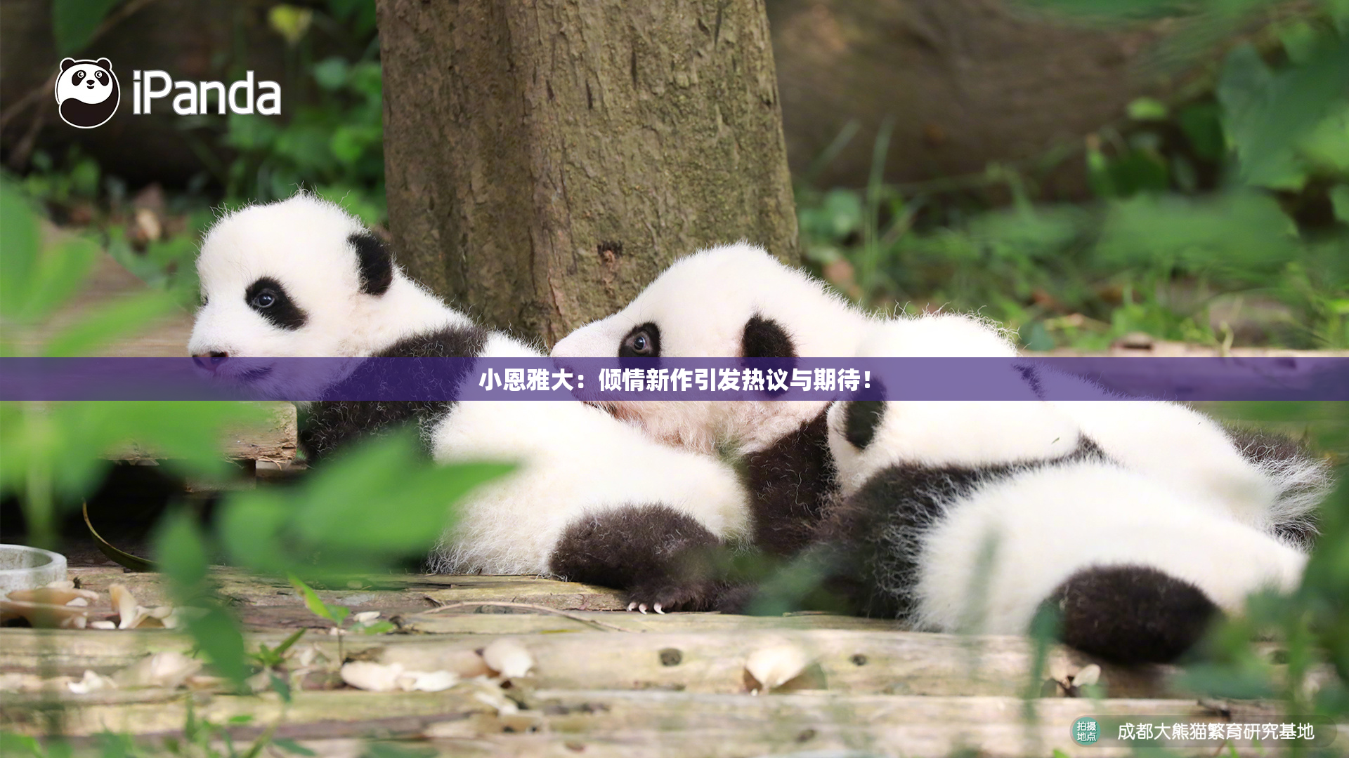 小恩雅大：倾情新作引发热议与期待！