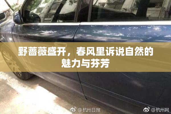 野蔷薇盛开，春风里诉说自然的魅力与芬芳