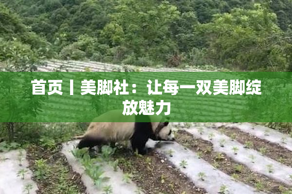 首页丨美脚社：让每一双美脚绽放魅力