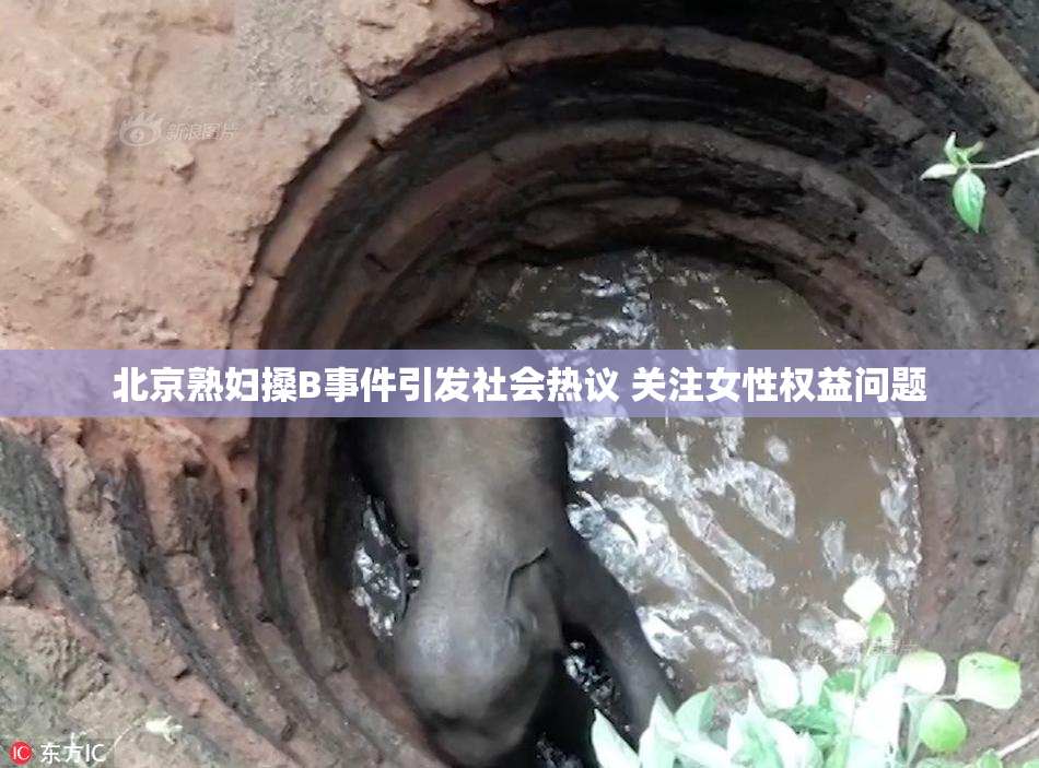 北京熟妇搡B事件引发社会热议 关注女性权益问题