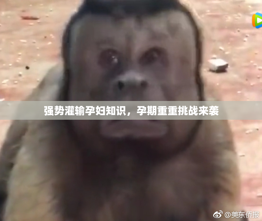 强势灌输孕妇知识，孕期重重挑战来袭