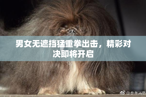 男女无遮挡猛重拳出击，精彩对决即将开启