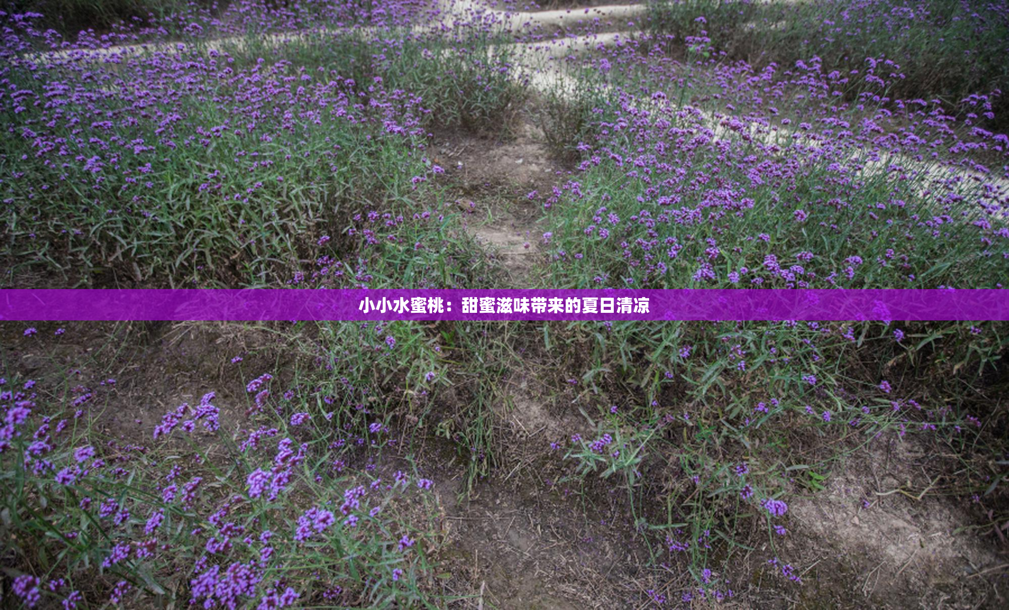 小小水蜜桃：甜蜜滋味带来的夏日清凉