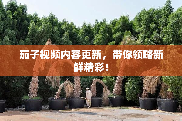 茄子视频内容更新，带你领略新鲜精彩！