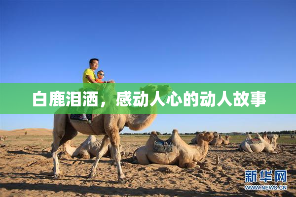 白鹿泪洒，感动人心的动人故事