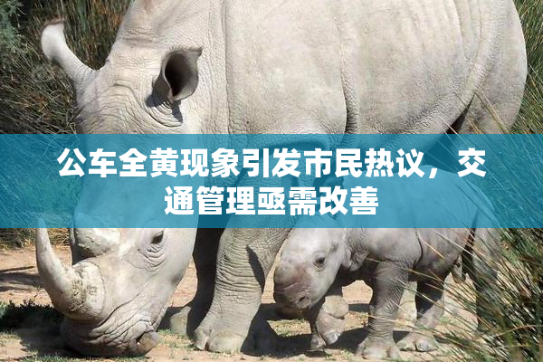 公车全黄现象引发市民热议，交通管理亟需改善