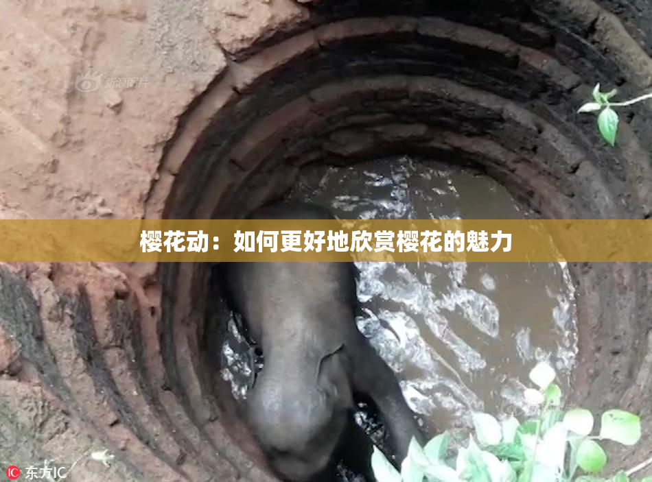 樱花动：如何更好地欣赏樱花的魅力