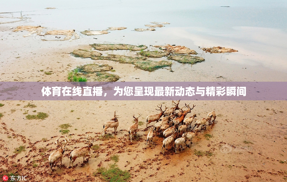 体育在线直播，为您呈现最新动态与精彩瞬间