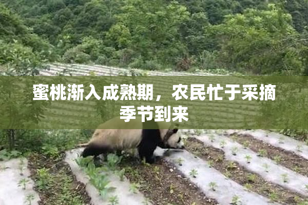 蜜桃渐入成熟期，农民忙于采摘季节到来