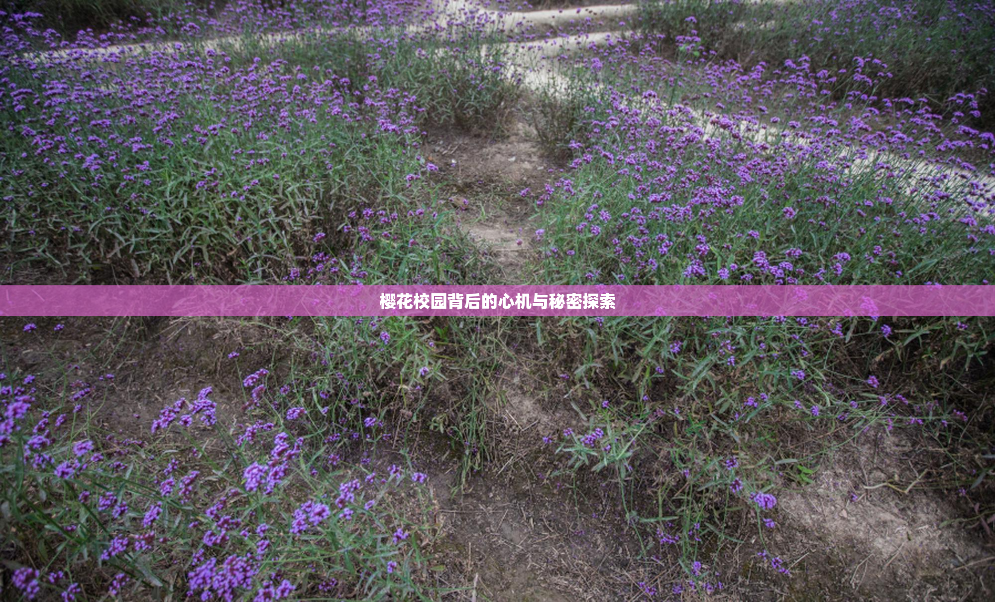 樱花校园背后的心机与秘密探索