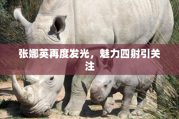 张娜英再度发光，魅力四射引关注