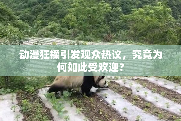 动漫狂揉引发观众热议，究竟为何如此受欢迎？