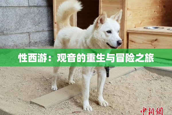性西游：观音的重生与冒险之旅