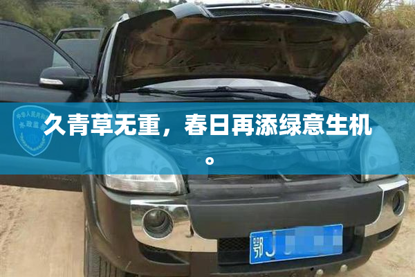 久青草无重，春日再添绿意生机。
