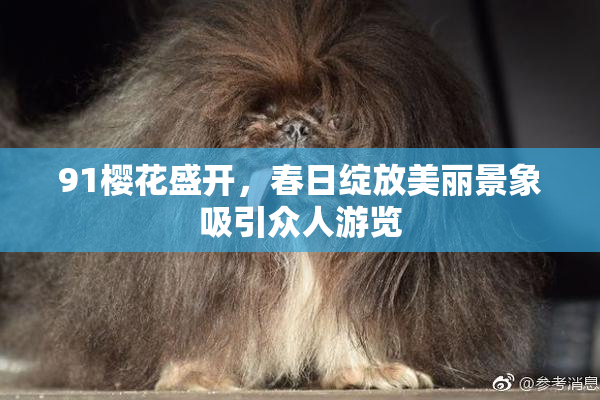 91樱花盛开，春日绽放美丽景象吸引众人游览