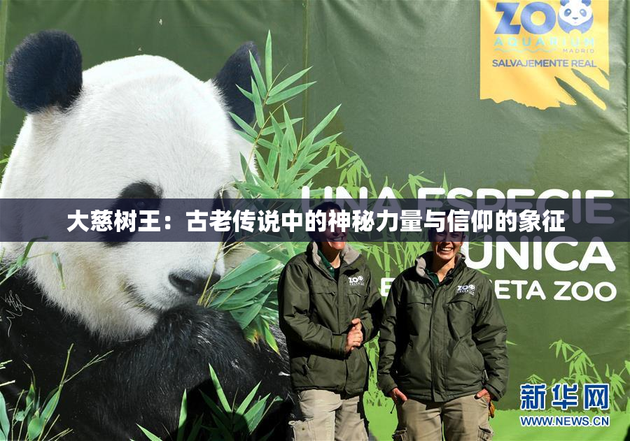 大慈树王：古老传说中的神秘力量与信仰的象征