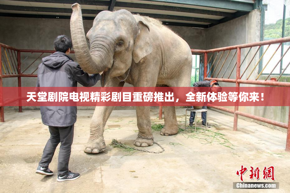天堂剧院电视精彩剧目重磅推出，全新体验等你来！