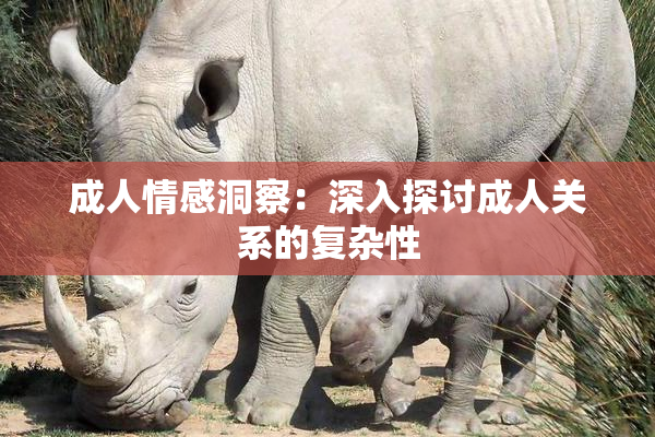 成人情感洞察：深入探讨成人关系的复杂性