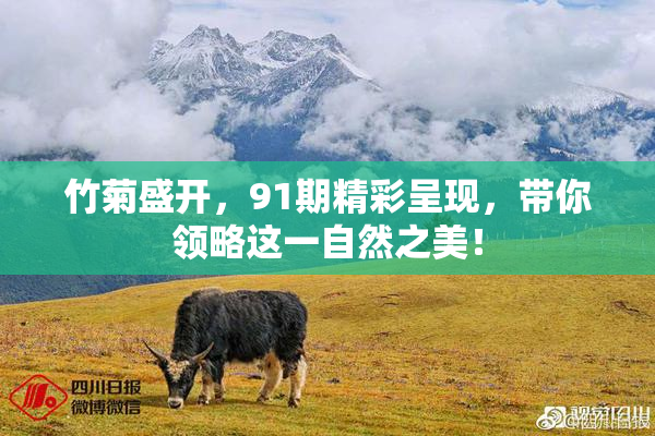 竹菊盛开，91期精彩呈现，带你领略这一自然之美！