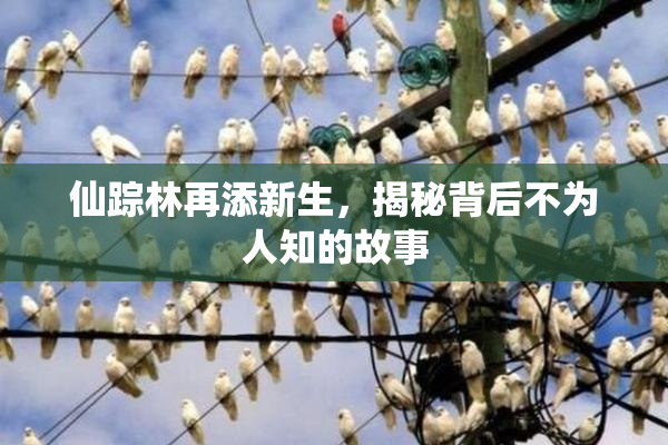 仙踪林再添新生，揭秘背后不为人知的故事