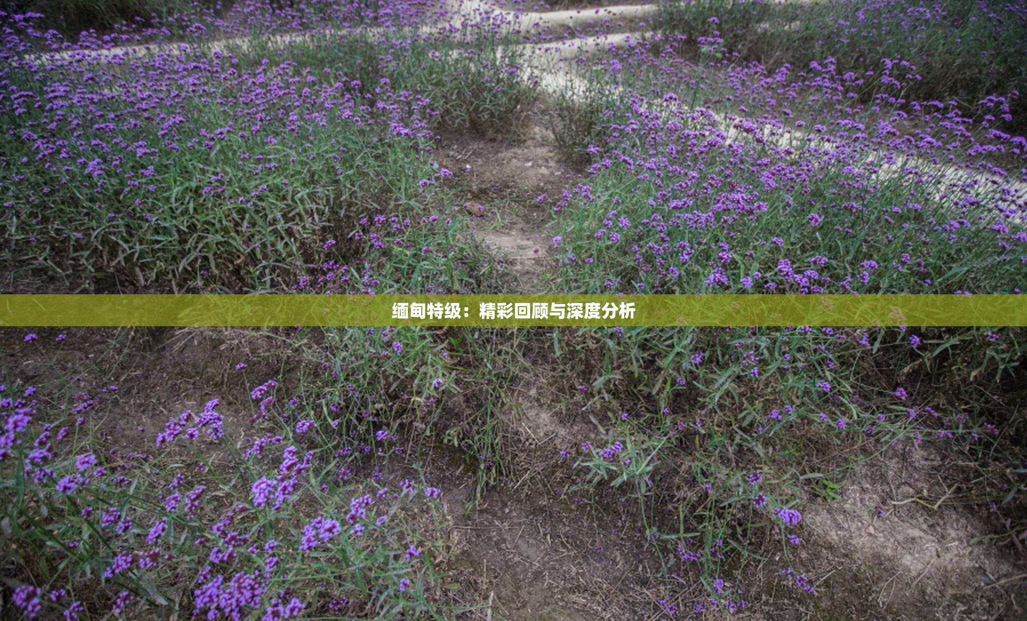 缅甸特级：精彩回顾与深度分析
