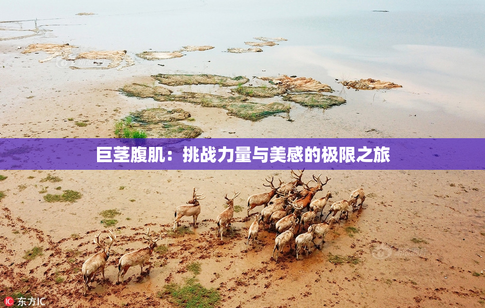 巨茎腹肌：挑战力量与美感的极限之旅
