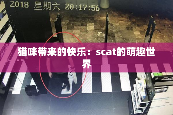 猫咪带来的快乐：scat的萌趣世界
