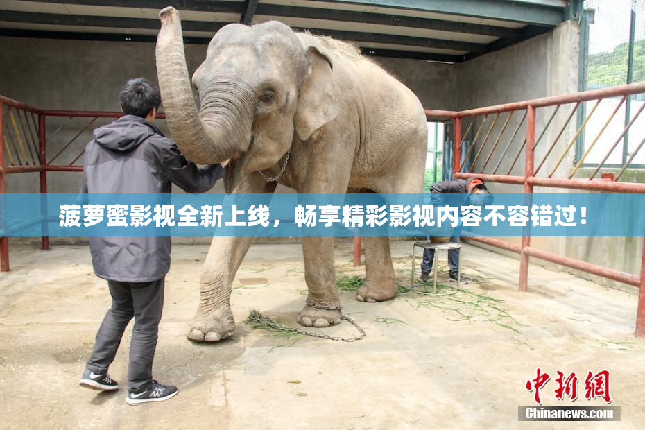 菠萝蜜影视全新上线，畅享精彩影视内容不容错过！
