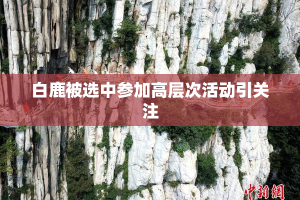 白鹿被选中参加高层次活动引关注