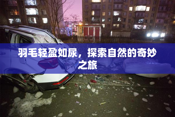 羽毛轻盈如尿，探索自然的奇妙之旅