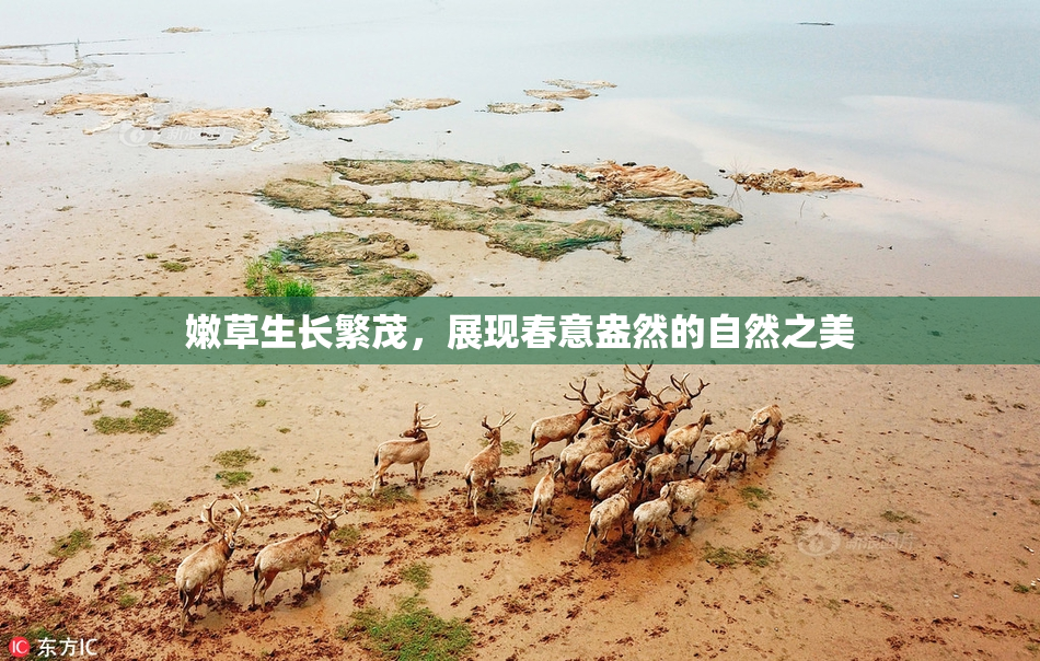 嫩草生长繁茂，展现春意盎然的自然之美