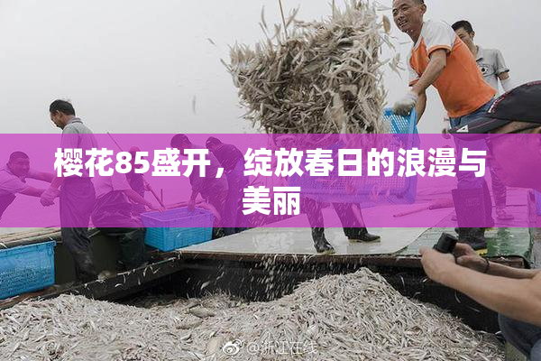 樱花85盛开，绽放春日的浪漫与美丽