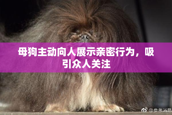 母狗主动向人展示亲密行为，吸引众人关注