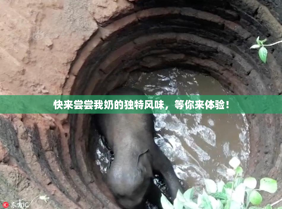 快来尝尝我奶的独特风味，等你来体验！