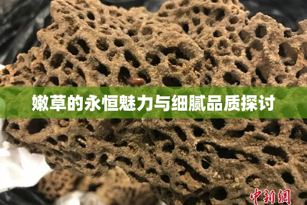 嫩草的永恒魅力与细腻品质探讨