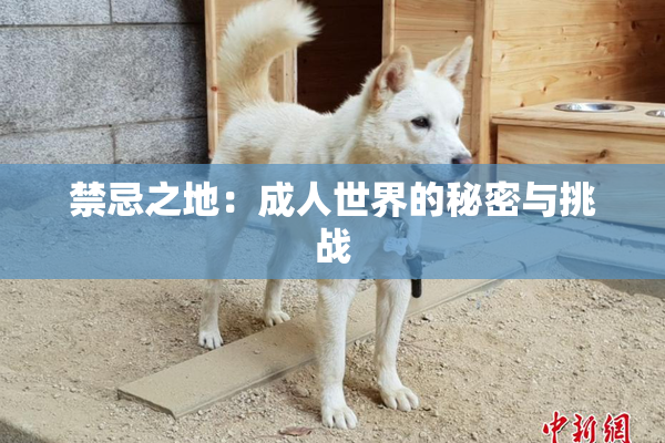 禁忌之地：成人世界的秘密与挑战