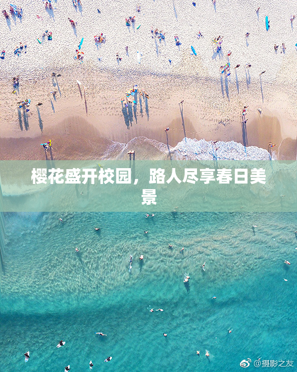 樱花盛开校园，路人尽享春日美景