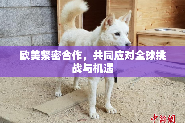 欧美紧密合作，共同应对全球挑战与机遇