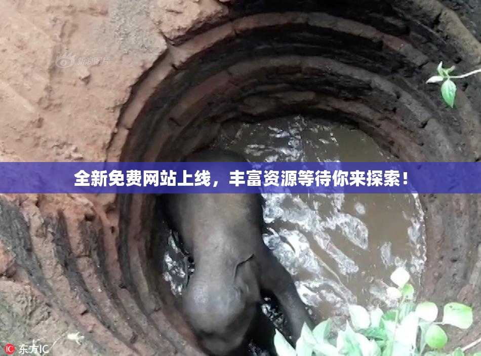 全新免费网站上线，丰富资源等待你来探索！