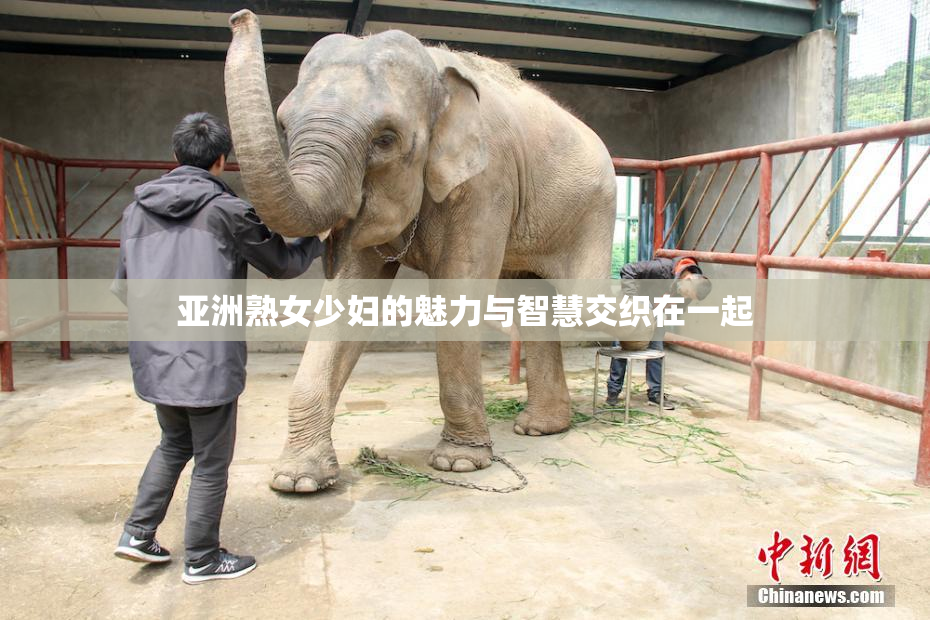 亚洲熟女少妇的魅力与智慧交织在一起