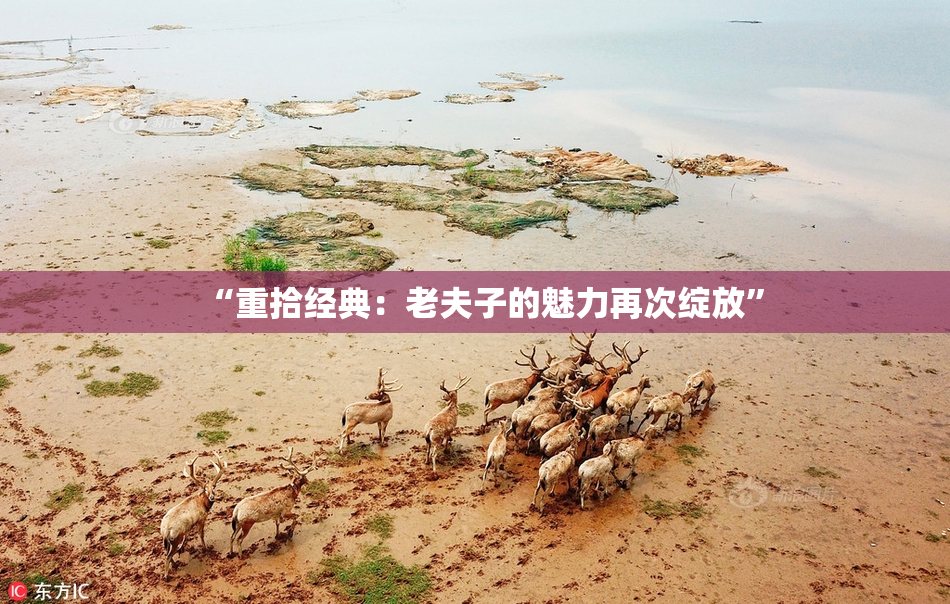 “重拾经典：老夫子的魅力再次绽放”