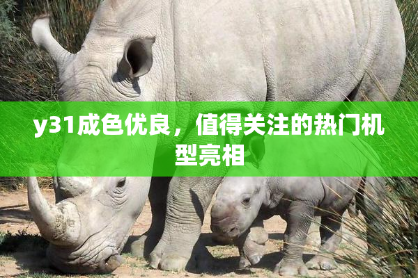 y31成色优良，值得关注的热门机型亮相
